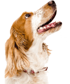 Metrovets Veterinary care in tyne and wear